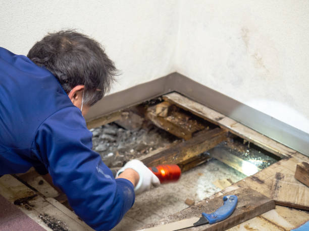 Best Home Mold Removal  in Weatherly, PA