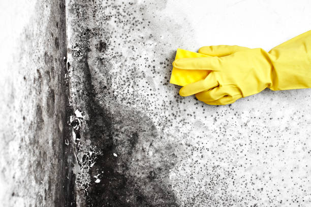 Home Mold Removal in Weatherly, PA