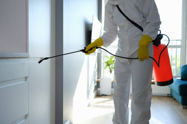 Best Black Mold Removal  in Weatherly, PA