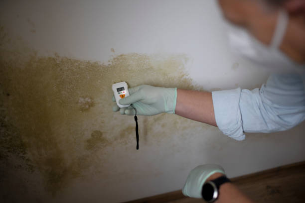 Best Emergency Mold Removal  in Weatherly, PA