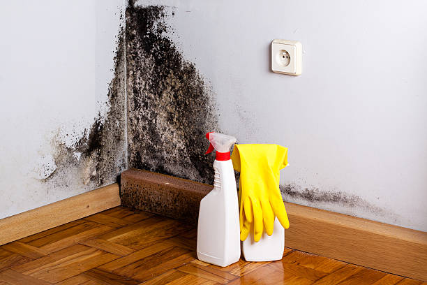 Mold Removal Process in Weatherly, PA