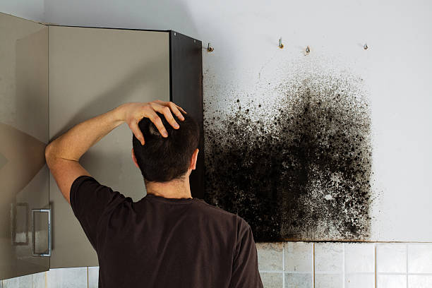 Best Attic Mold Removal  in Weatherly, PA