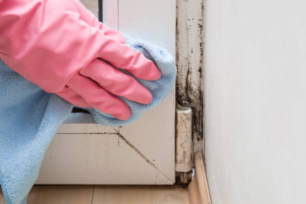 Best Mold Testing  in Weatherly, PA